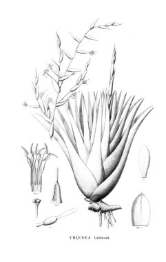 Bitki çizimi. Eski resim