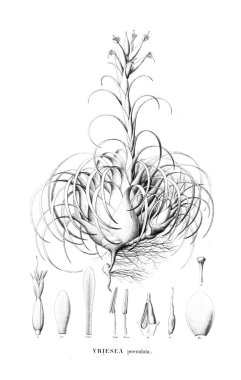 Bitki çizimi. Eski resim