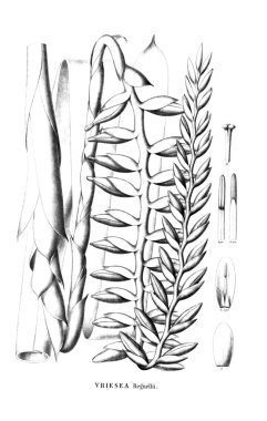 Bitki çizimi. Eski resim