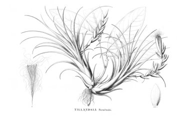 Bitki çizimi. Eski resim