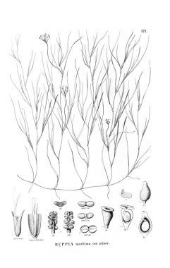 Bitki çizimi. Eski resim