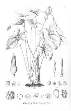 Palmiye ağacı. Retro ve eski görüntü