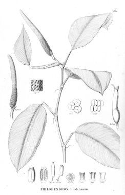 Palmiye ağacı. Retro ve eski görüntü