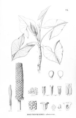 Palmiye ağacı. Retro ve eski görüntü