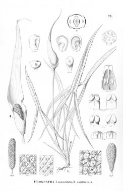Palmiye ağacı. Retro ve eski görüntü