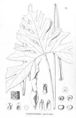 Palmiye ağacı. Retro ve eski görüntü