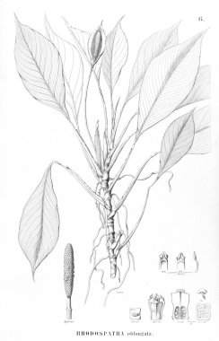 Palmiye ağacı. Retro ve eski görüntü