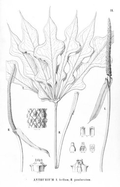 Palmiye ağacı. Retro ve eski görüntü