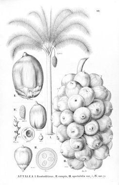 Palmiye ağacı. Retro ve eski görüntü