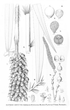 Palmiye ağacı. Retro ve eski görüntü