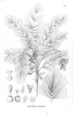 Palmiye ağacı. Retro ve eski görüntü