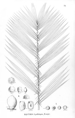 Palmiye ağacı. Retro ve eski görüntü