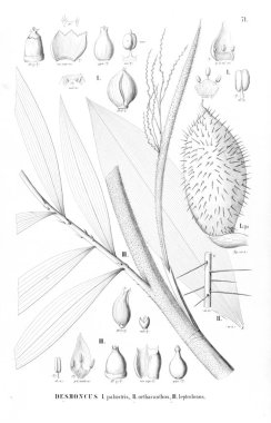 Palmiye ağacı. Retro ve eski görüntü