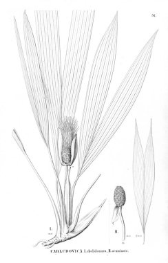 Palmiye ağacı. Retro ve eski görüntü