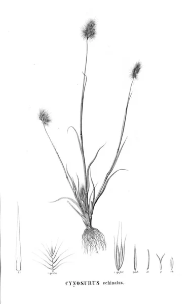 Illustration Plante Ancienne Image — Photo