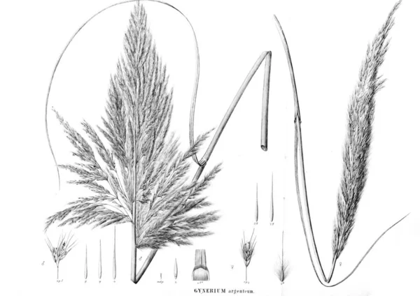 Illustrazione Della Pianta Vecchia Immagine — Foto Stock