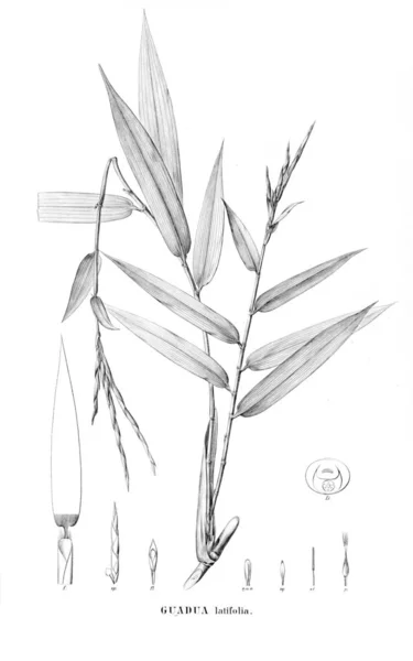 Illustration Plante Ancienne Image — Photo