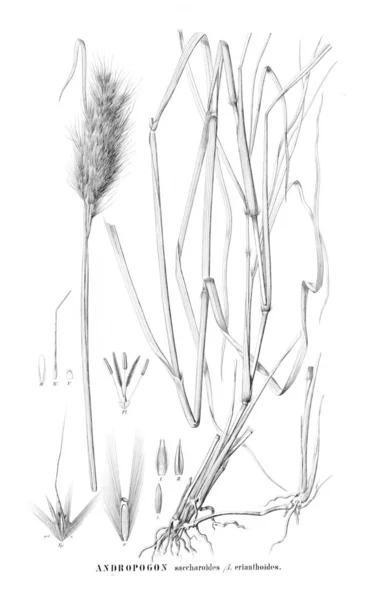 Illustration Plante Ancienne Image — Photo