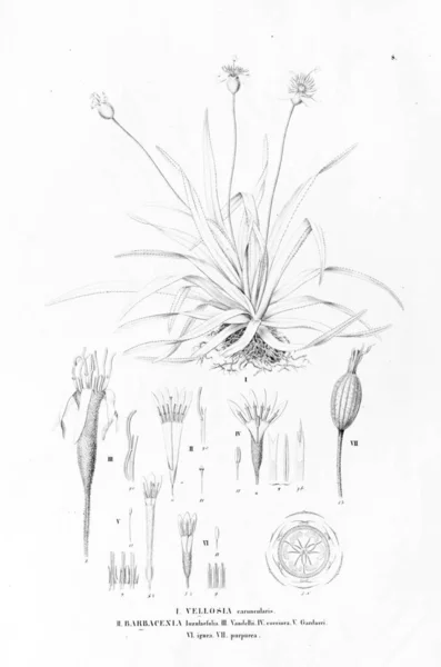 Illustration Plante Ancienne Image — Photo