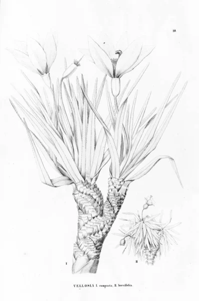 Illustration Plante Ancienne Image — Photo