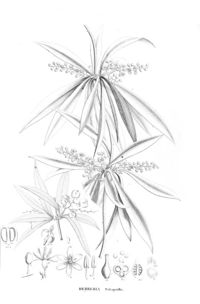 Illustration Plante Ancienne Image — Photo