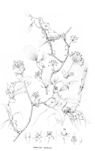 Illustration Plante Ancienne Image — Photo