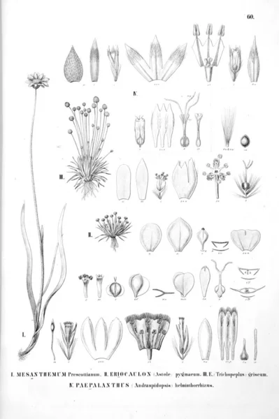 Ilustração Planta Imagem Antiga — Fotografia de Stock