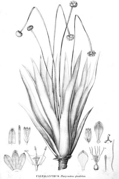 Illustration Plante Ancienne Image — Photo