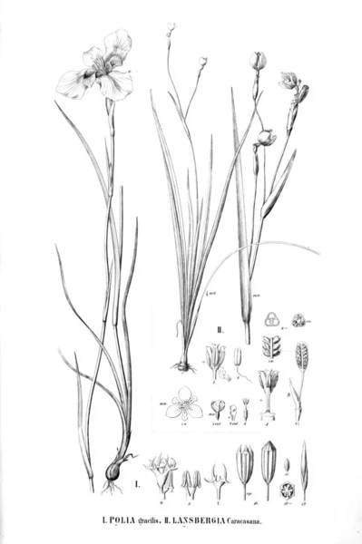 Illustration Plante Ancienne Image — Photo