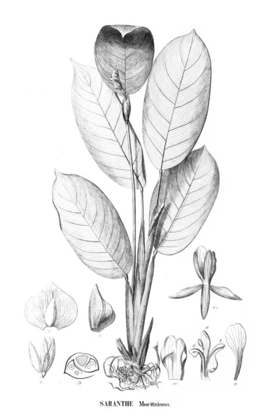 Illustration Plant Old Image — Stock Photo, Image