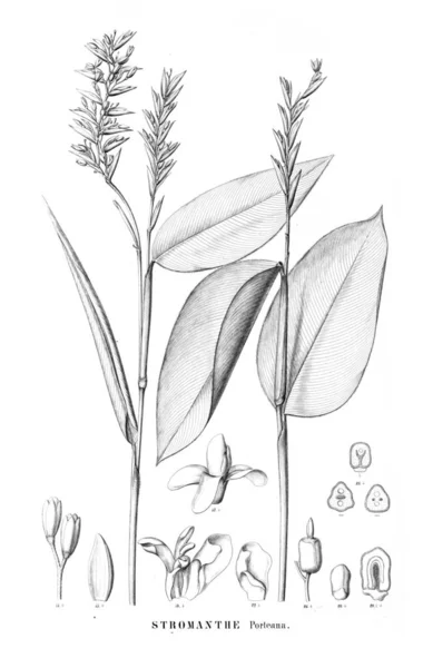Ilustración Planta Imagen Antigua — Foto de Stock