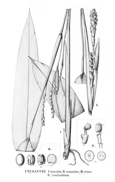 Ilustracja Roślin Stary Obraz — Zdjęcie stockowe