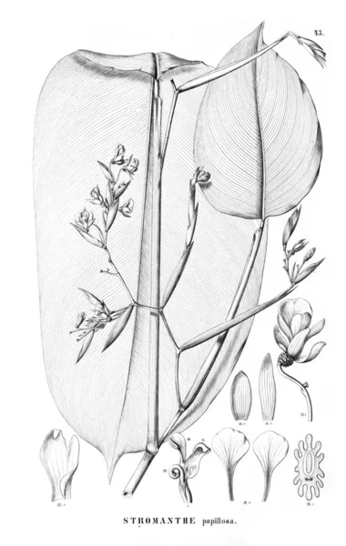 Εικονογράφηση Του Φυτού Παλιά Εικόνα — Φωτογραφία Αρχείου