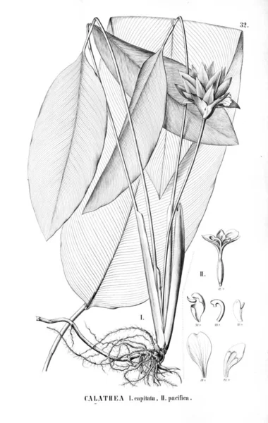 Illustration Plante Ancienne Image — Photo