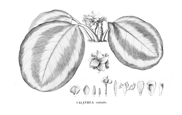 Illustration Anläggningen Gamla Bilden — Stockfoto