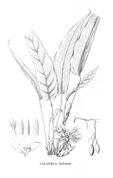 Illustration Plante Ancienne Image — Photo