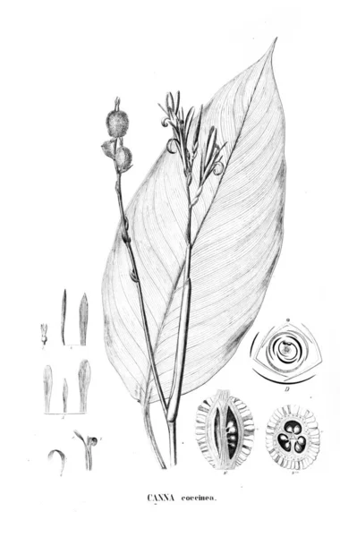 Illustration Plante Ancienne Image — Photo