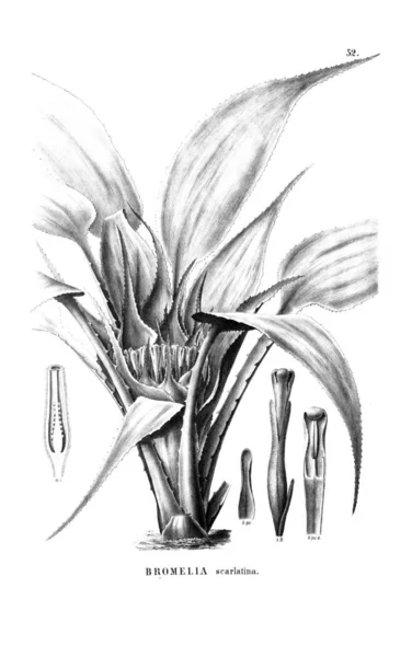 Illustration Plante Ancienne Image — Photo