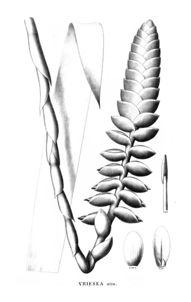 植物的例证 旧图像 — 图库照片