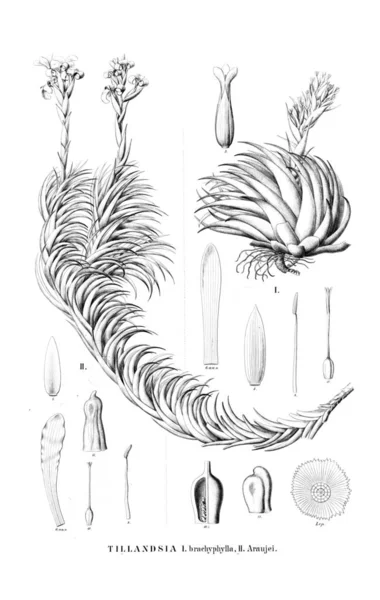 Illustration Plante Ancienne Image — Photo