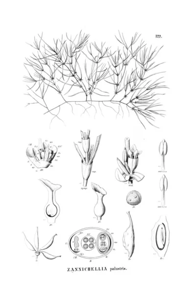 Illustration Plante Ancienne Image — Photo