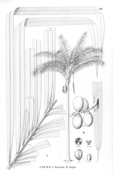 Palm Tree Imagem Retrô Antiga — Fotografia de Stock