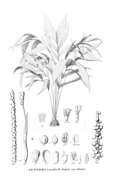 Palm Tree Retro Starý Obraz — Stock fotografie