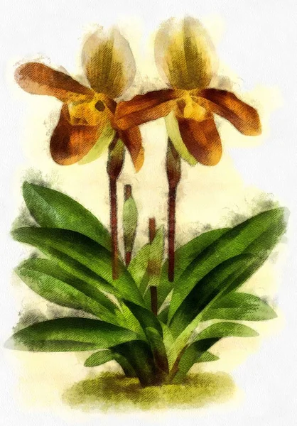 Illustratie Van Planten Bloemen Gravure — Stockfoto