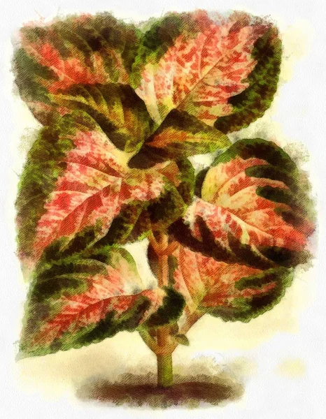 Ilustración Plantas Flores Grabado — Foto de Stock