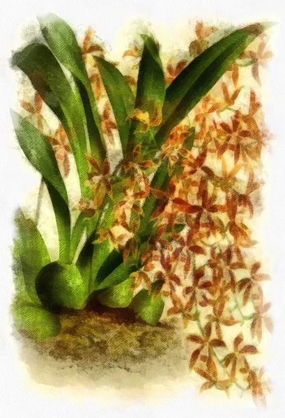 雕刻中的植物和花卉图解 — 图库照片
