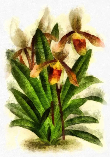 Illustration Plants Flowers Engraving — Stock Photo, Image