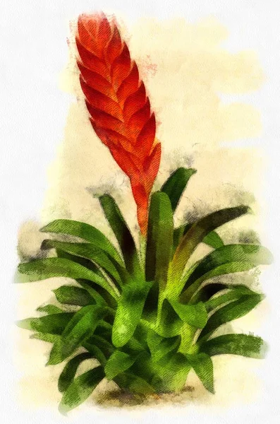 Εικονογράφηση Φυτών Και Λουλουδιών Στη Χάραξη — Φωτογραφία Αρχείου