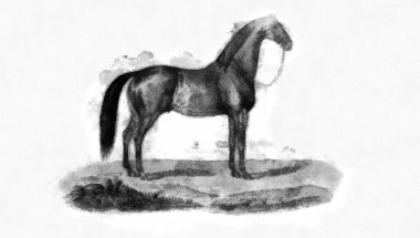 At mı? Retro ve eski resim