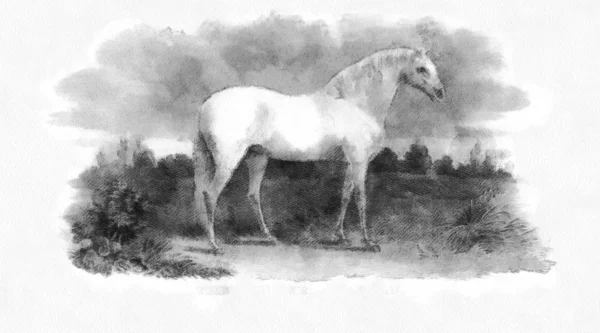 Cavallo Retro Vecchia Immagine — Foto Stock